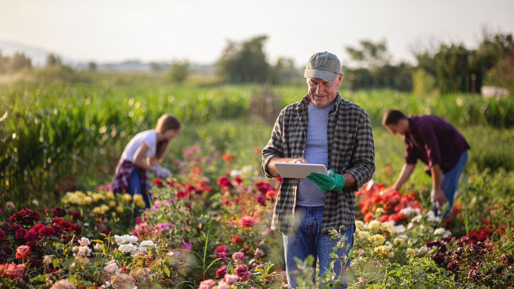 Man looking at a tablet in a field