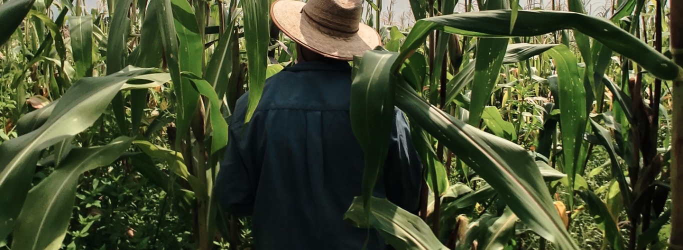 Man in field of high leaves