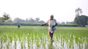 Woman rice field